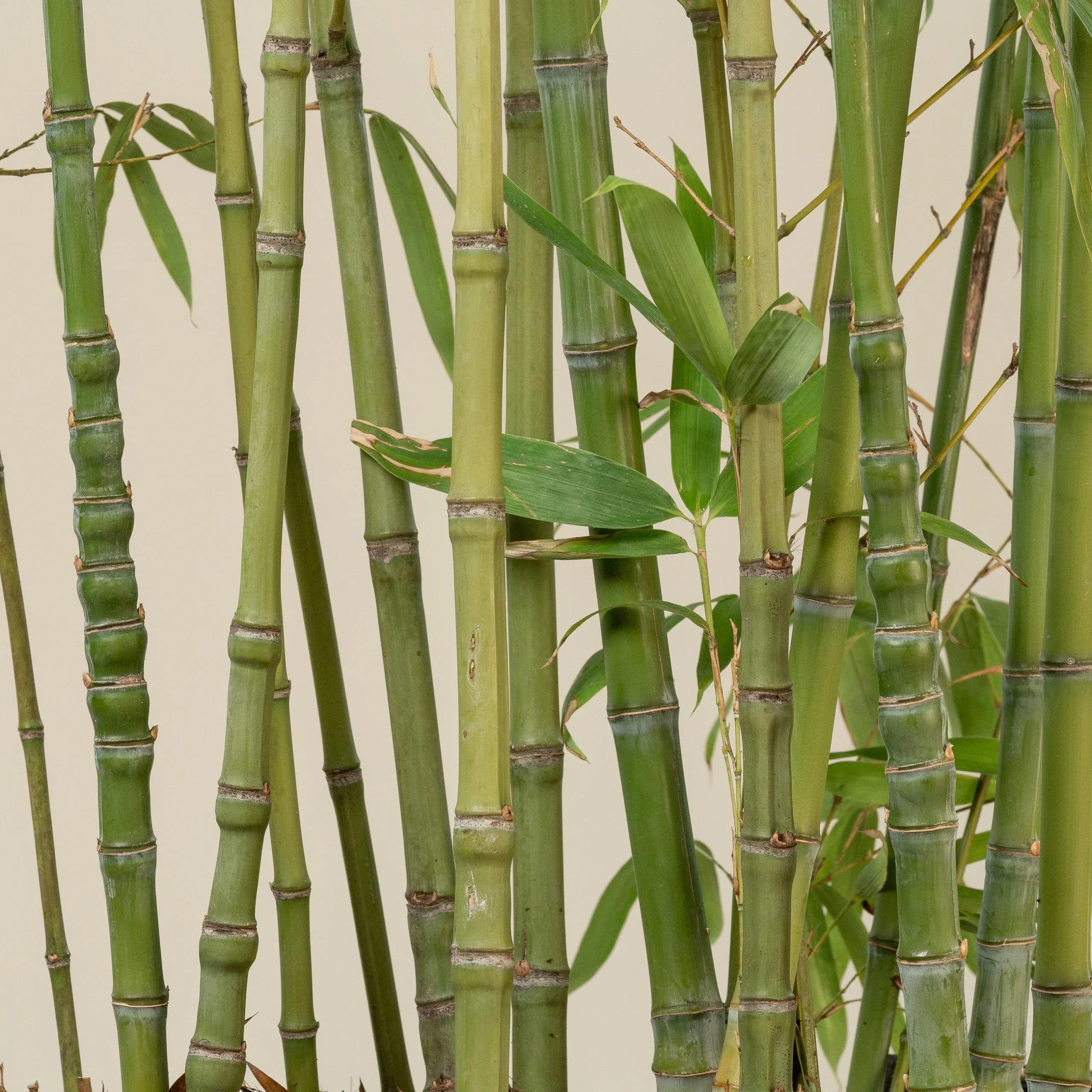 Bamboo2.webp