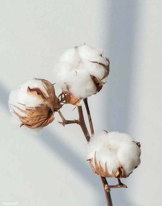 Cotton flower.jpeg